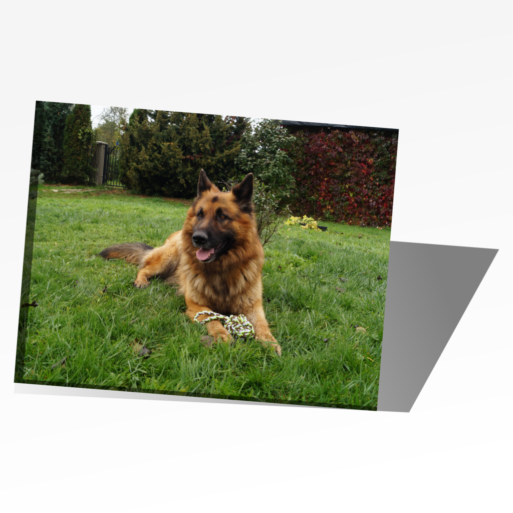 Fotoobraz - Fotografia psa na obrazie ściennym - Król ogródka